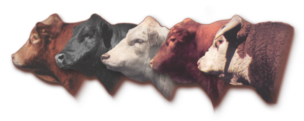 NDSA schedules preliminary meeting for All Breeds Cattle Tour