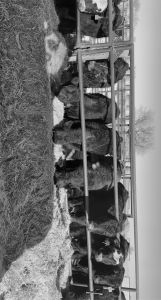 North Dakota Stockmen’s Association Feedlot Tour coming June 17